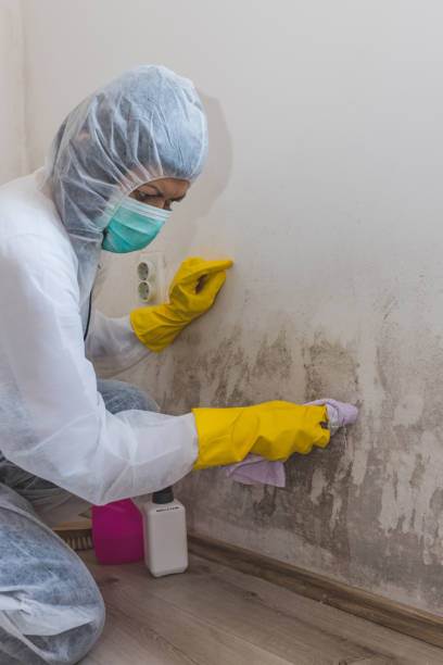 Best Commercial Mold Inspection  in Stanton, MI