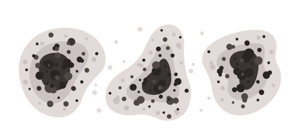 Best Black Mold Removal  in Stanton, MI