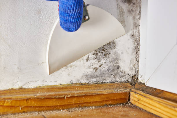Trusted Stanton, MI Mold Removal Experts