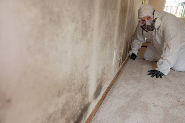 Mold Documentation for Insurance Claims in Stanton, MI